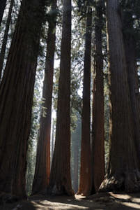 sequoia<br>NIKON D200, 20 mm, 100 ISO,  1/80 sec,  f : 5.6 